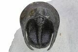 Prone Scotoharpes Trilobite - Boudib, Morocco #259684-4